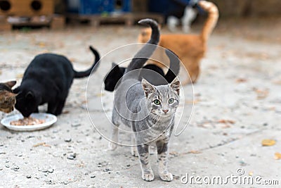 Stray cats eating on the street. A group of homeless and hungry street cats eating food given by volunteers. Feeding a group of Stock Photo