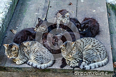 Stray cats family Stock Photo