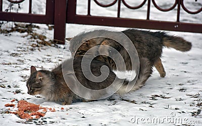 Cats fight over food on the street Stock Photo