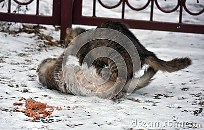Cats fight over food on the street Stock Photo