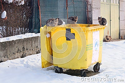 Stray Cats on Garbage Container in the Winter Editorial Stock Photo