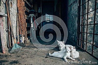 Stray cats living in poor conditions. Cat population out of control. Spay and neuter concept image Stock Photo