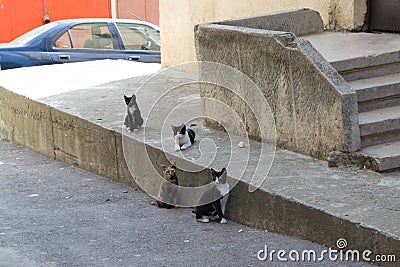 Stray cats Stock Photo