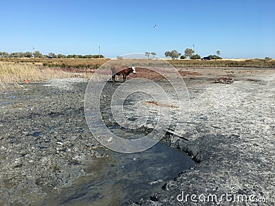 Stray cow on dry mud salt lake copy space Stock Photo