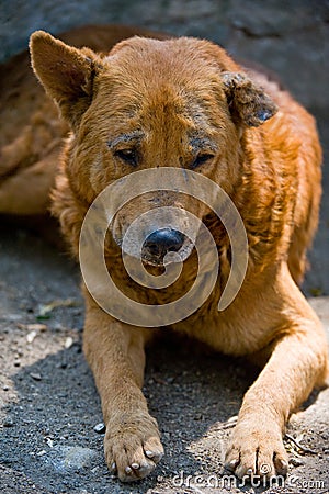 Stray Dog Stock Photo