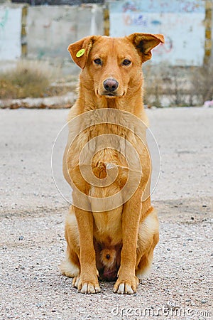 Stray dog with clip in the ear, homeless neutered Stock Photo