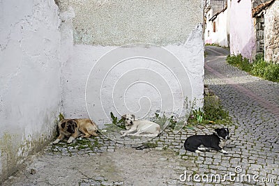 Stray dog. Derelict, forlorn, alone dog outdoor Stock Photo