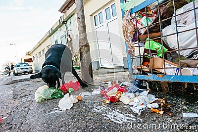 Stray dog eating garbage from containers Editorial Stock Photo