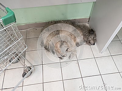 Homeless dog hides in the store Stock Photo