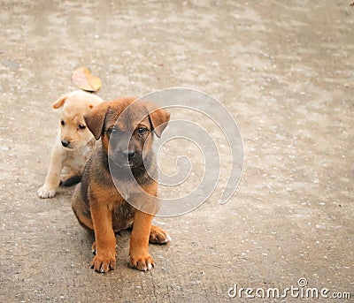 Stray dog hungry food Stock Photo