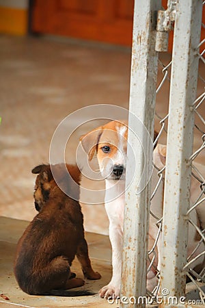 Stray dog hungry food Stock Photo