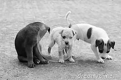 Stray dog hungry food Stock Photo