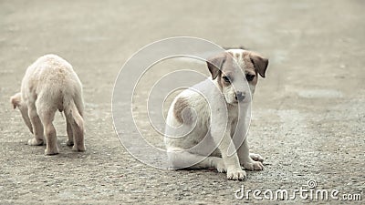 Stray dog hungry food Stock Photo