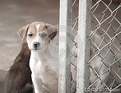 Stray dog hungry food Stock Photo