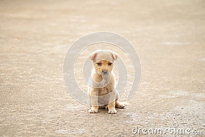 Stray dog hungry food Stock Photo