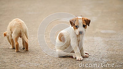 Stray dog hungry food Stock Photo