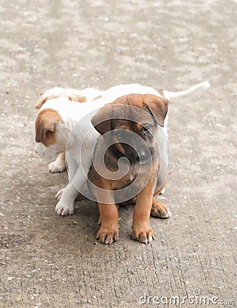 Stray dog hungry food Stock Photo