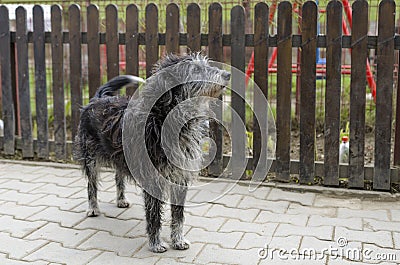 Stray dog looking alert Stock Photo