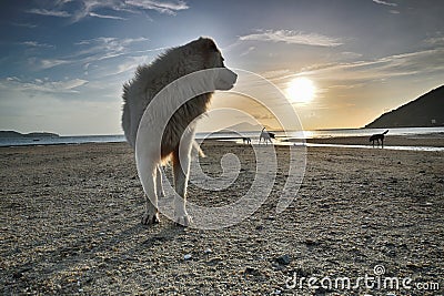 Stray dog in Lung Kwu Tang Hong Kong Stock Photo