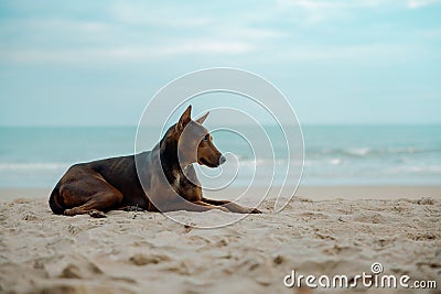 Stray Dog on the Sand Beach. Looking away. World Pet Day Stock Photo