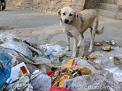 Stray dog searching food Stock Photo