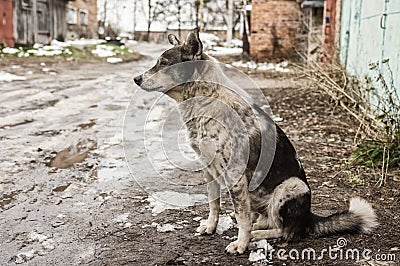 Stray dog sitting on a dirty street at late fall season Stock Photo