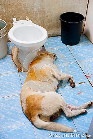 Stray Dog sleeping at the bathroom of Ayutthaya Heritage Site, Thailand. Thailand is known as Country of Smile. Stock Photo