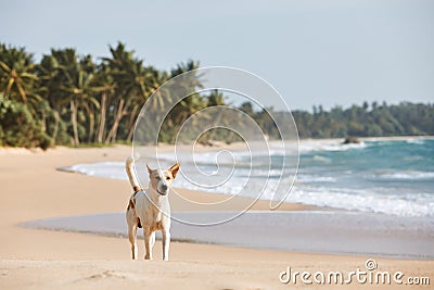 Stray dog walking on idyllic sand beach Stock Photo