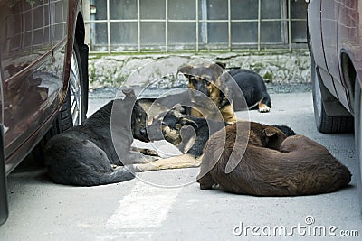 Stray dogs Stock Photo