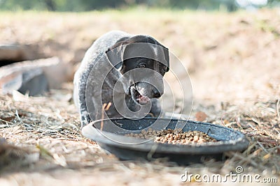 Stray dogs eating food in plastic trays placed on grass Stock Photo