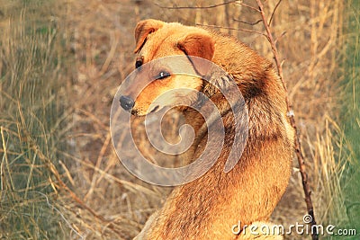 Stray dogs Stock Photo