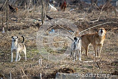 Stray dogs ready to attack Stock Photo