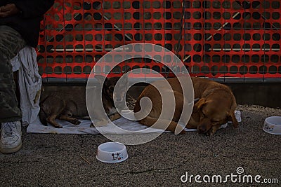 Stray dogs and their master begging on the streets of Naples Stock Photo