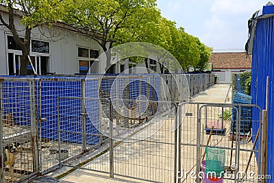 Shanghai stray dog rescue station Stock Photo