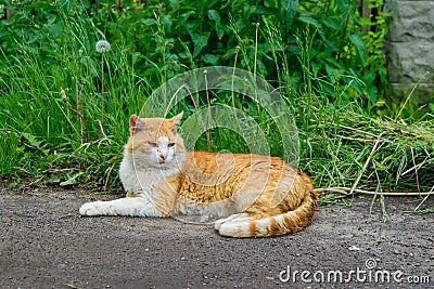 Stray ginger cat with a sick eyes on the street. Abandoned ill cat. Stock Photo