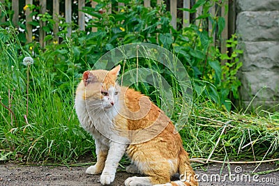 Stray ginger cat with a sick eyes on the street. Abandoned ill cat. Stock Photo