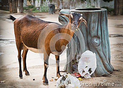 Stray goat is eating garbage Stock Photo