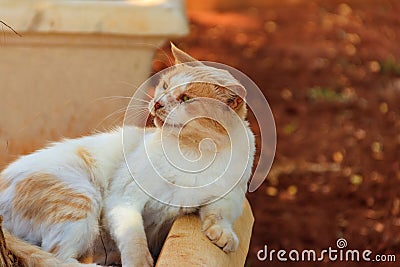 Stray hungry cat on city street Stock Photo