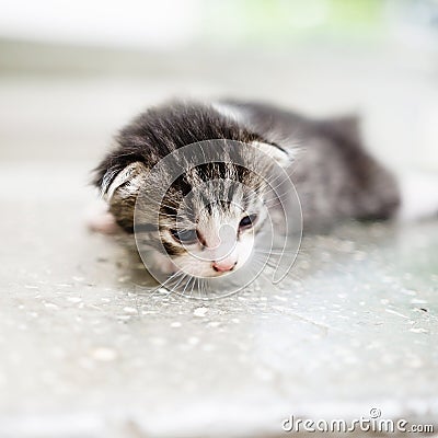 Stray kitten Stock Photo