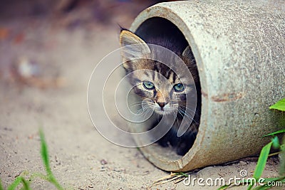 Stray kitten Stock Photo