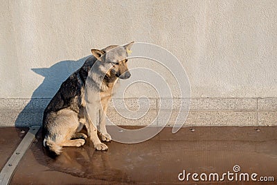 Stray mongrel dog of white-yellow-black color sitting on basement canopy of brown polycarbonate, with metal rivets Stock Photo