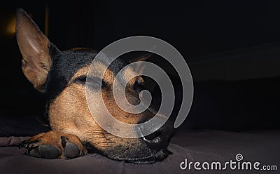 Stray mongrel rescued thai dog resting in bed dark background Stock Photo