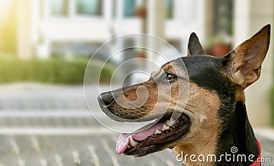 Stray mongrel rescued thai dog resting after play in garden background Stock Photo