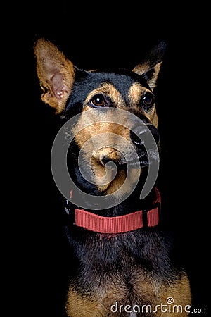 Stray mongrel rescued thai dog resting soft black background Stock Photo