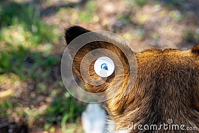 A stray neutered dog with a chip in its ear. Close-up of the head. Sad mongrel lying on the ground. Abandoned lone pet Stock Photo