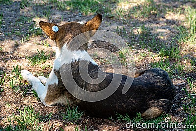 A stray neutered dog with a chip in its ear. Sad mongrel lies on the ground with his back. Abandoned lone pet on the Stock Photo