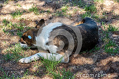 A stray neutered dog with a chip in its ear. Sad mongrel lying on the ground. Abandoned lone pet on the grass in a Stock Photo