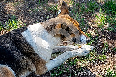 A stray neutered dog with a chip in its ear takes food. Sad mongrel lying on the ground. Abandoned lone pet on the grass Stock Photo