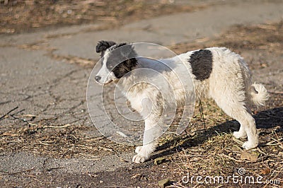 Stray puppy with black spots looking out for mom`s returning from hunting Stock Photo