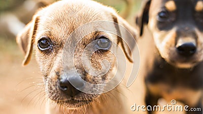 Stray puppy close-up images, black and light-colored Stock Photo